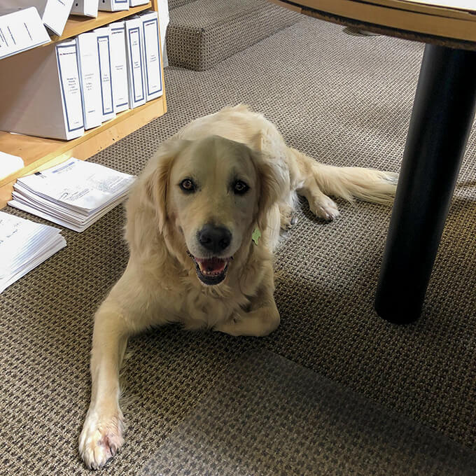 dog 02